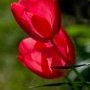 Claude Bessonnet Tulipe au jardin